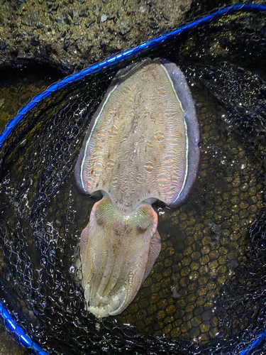 モンゴウイカの釣果