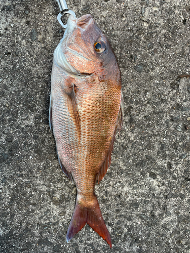 タイの釣果