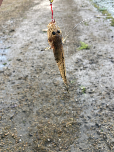 マハゼの釣果