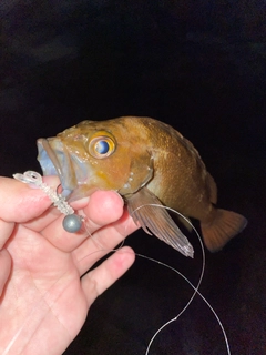 エゾメバルの釣果