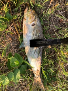 コノシロの釣果