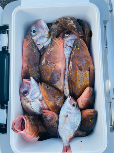 アコウの釣果