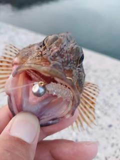 アラカブの釣果