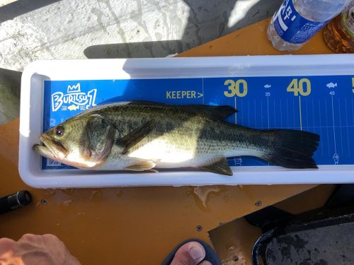 ブラックバスの釣果