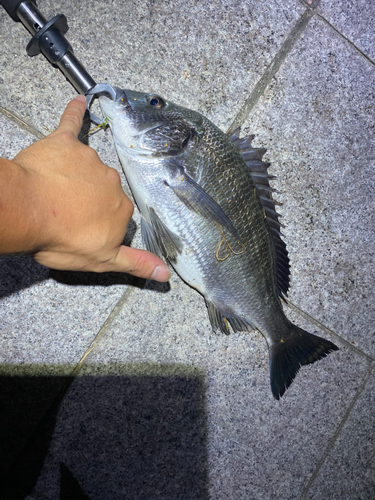 チヌの釣果