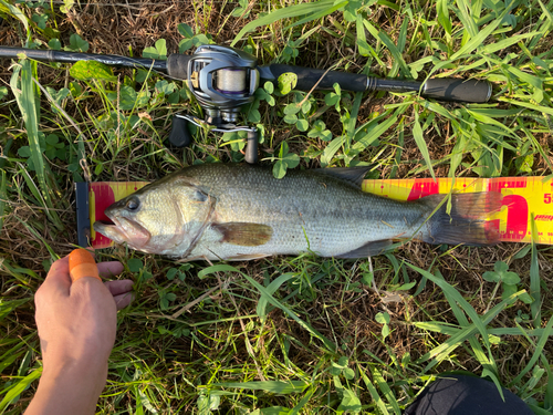 ブラックバスの釣果