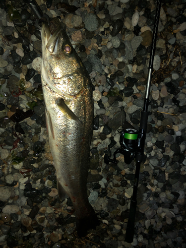 シーバスの釣果