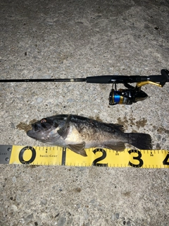 クロソイの釣果