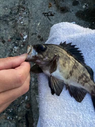 シロメバルの釣果