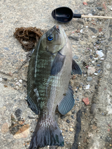 メジナの釣果