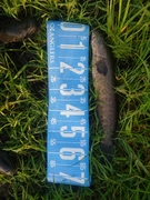 ライギョの釣果