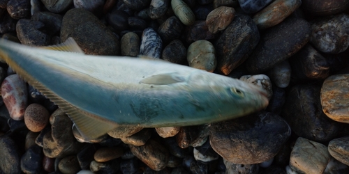 ワカナゴの釣果