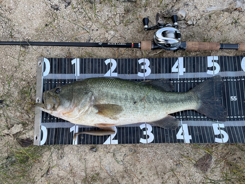 ブラックバスの釣果