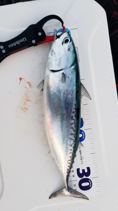 ソウダガツオの釣果