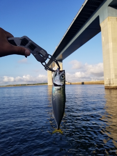 サバの釣果