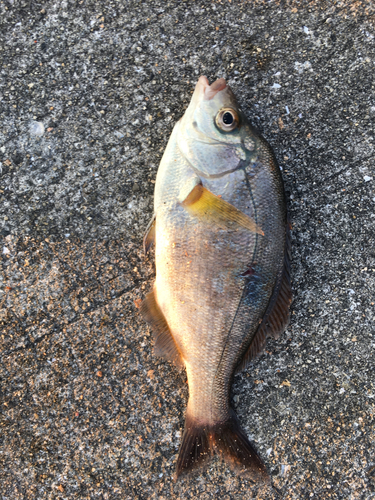 ウミタナゴの釣果