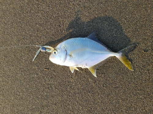 コチの釣果