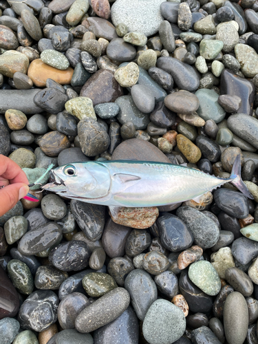 ソウダガツオの釣果