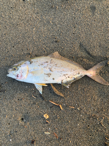 ショゴの釣果