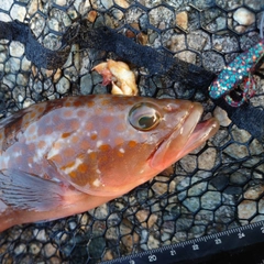 キジハタの釣果