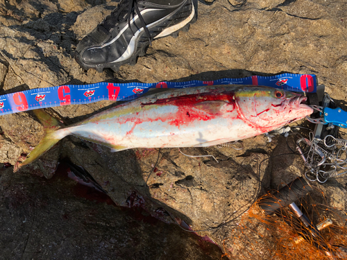 ハマチの釣果