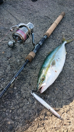 ツバスの釣果