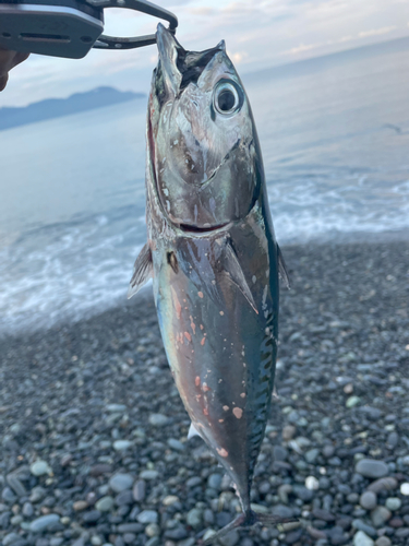 ソウダガツオの釣果