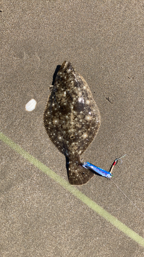 ソゲの釣果