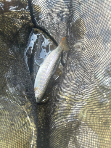 イワナの釣果