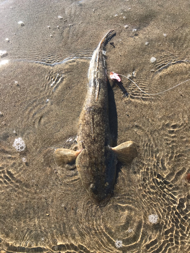 マゴチの釣果