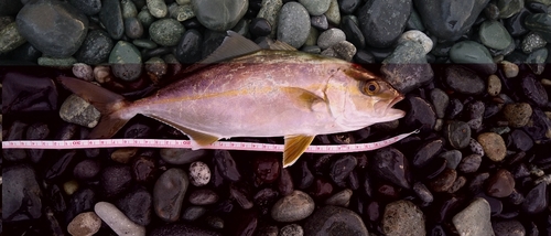 ショゴの釣果