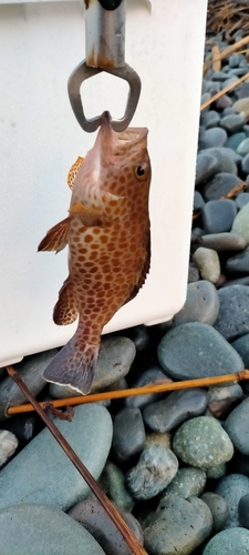 ショゴの釣果