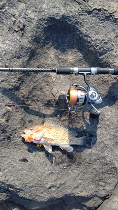 オオモンハタの釣果