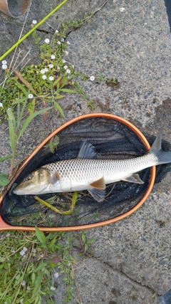 ニゴイの釣果