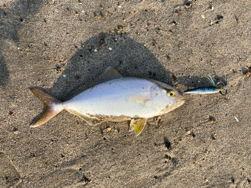 ショゴの釣果