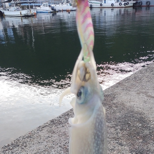 コウイカの釣果