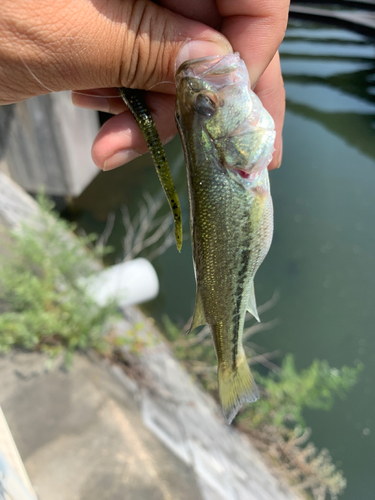 ラージマウスバスの釣果