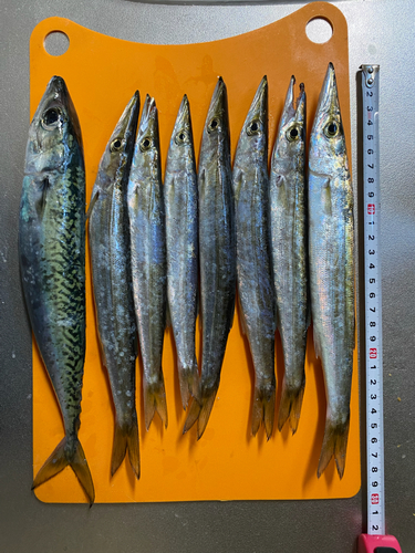 カマスの釣果