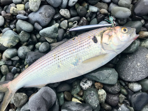 コノシロの釣果