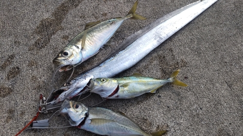 タチウオの釣果