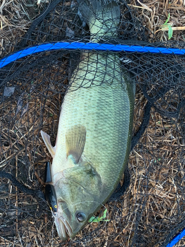 ラージマウスバスの釣果