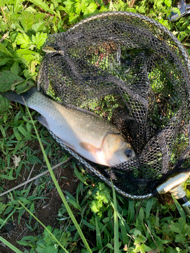 ヘラブナの釣果