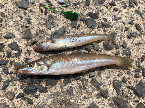 キスの釣果