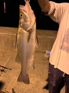 ヒラスズキの釣果