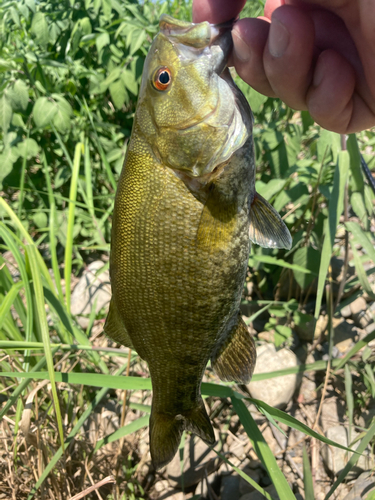 スモールマウスバスの釣果