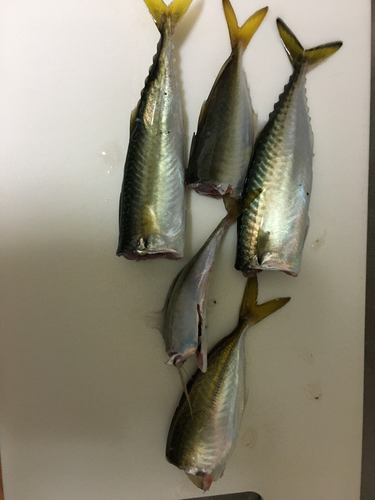 アジの釣果