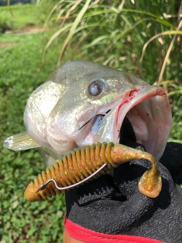 ラージマウスバスの釣果