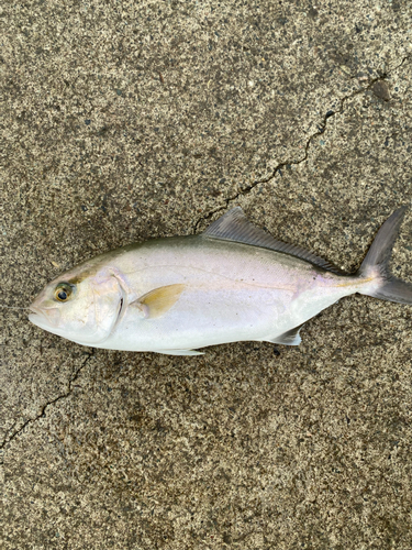 ショゴの釣果