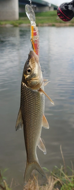 ニゴイの釣果