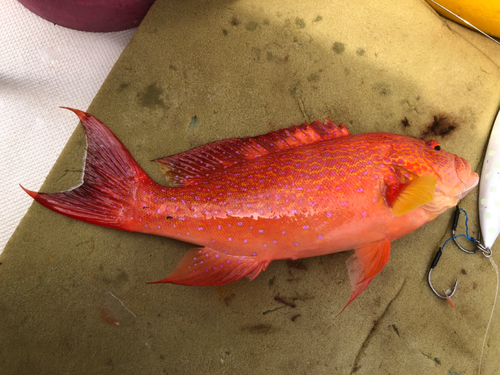 オジロバラハタの釣果